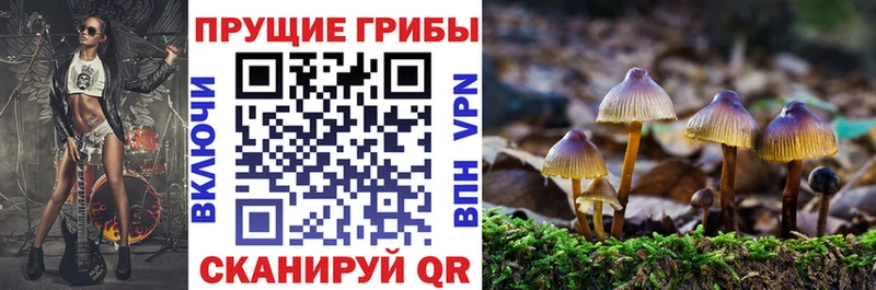 закладка  Новоалександровск  Псилоцибиновые грибы прущие грибы 