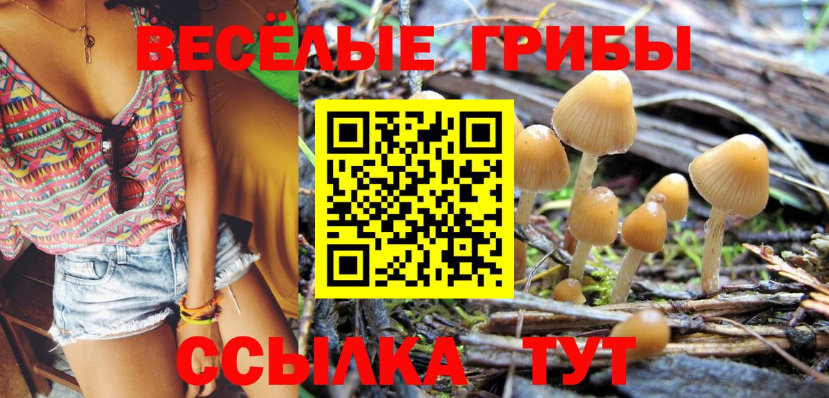 Новоалександровск  Псилоцибиновые грибы Cubensis  Вход с VPN  Псилоцибиновые грибы Psilocybe 