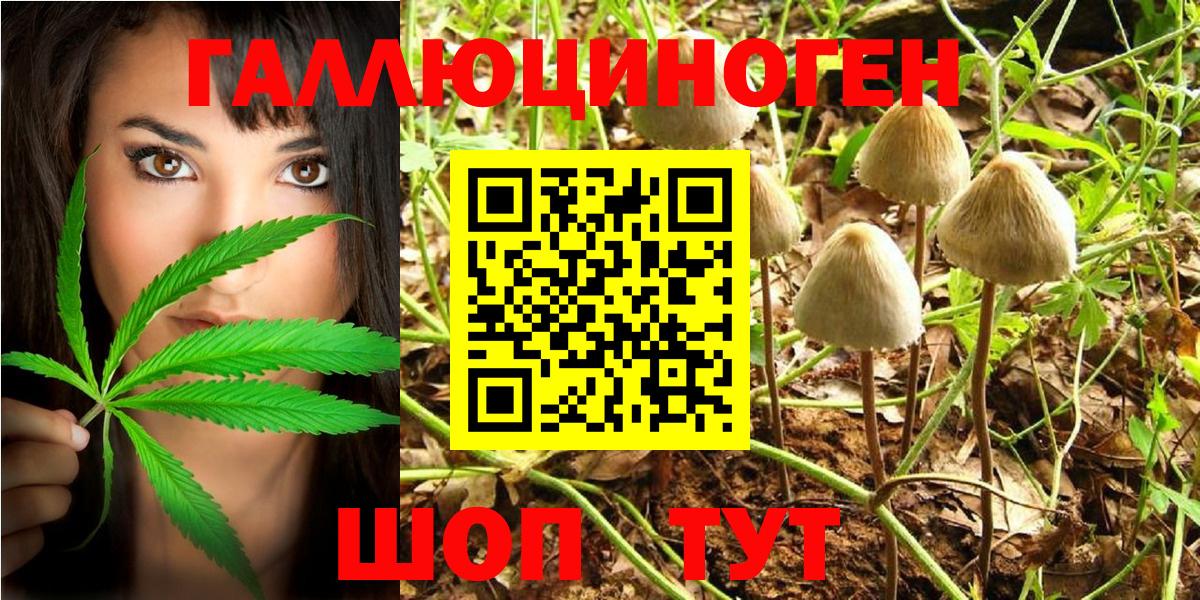 Галлюциногенные грибы Psilocybine cubensis Новоалександровск