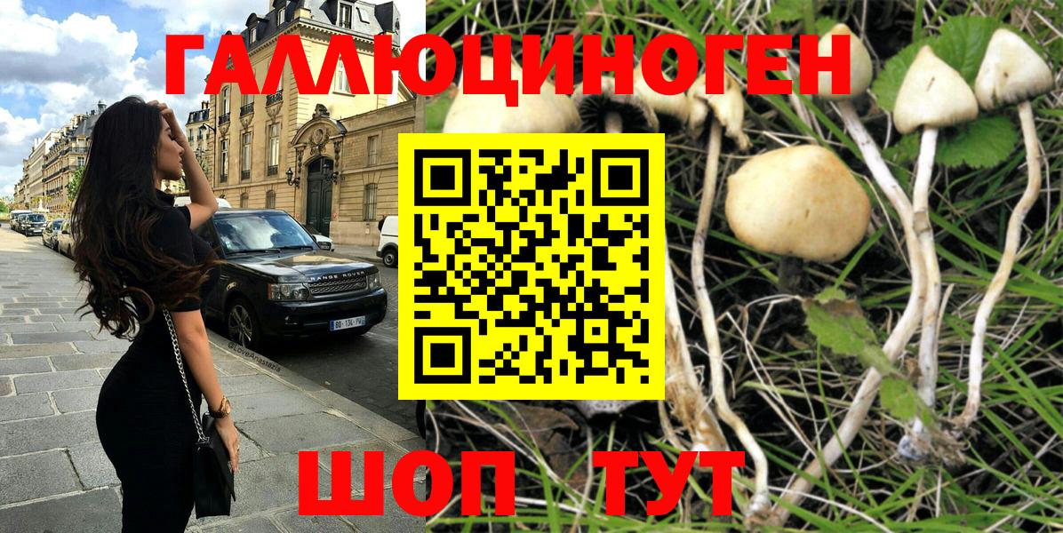 Галлюциногенные грибы MAGIC MUSHROOMS  где можно купить наркотик  Новоалександровск 